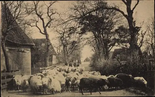 Ak Schoonloo Drenthe, Schafherde auf dem Dorfweg