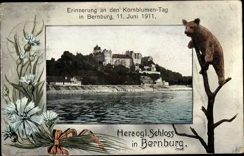 Passepartout Ak Bernburg an der Saale, Herzogliches Schloss, Kornblumentag 1911, Bär