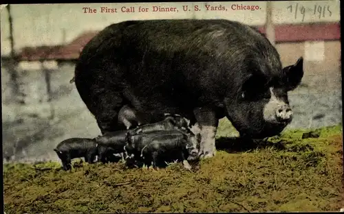 Ak Chicago Illinois USA, US Yards Schlachthof, Schwein mit Ferkeln