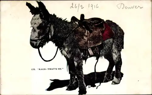 Ak Colorado USA, Rags, struppiger Esel