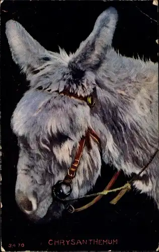 Ak Chrysanthemum, Esel