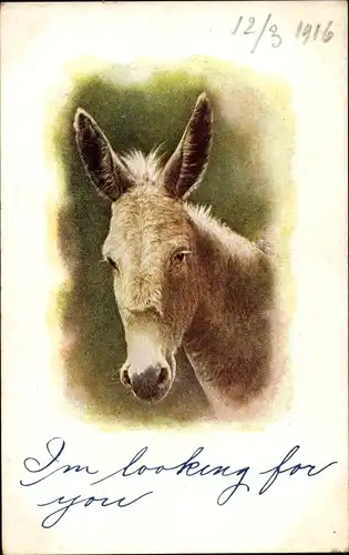 Ak Esel, Tierportrait