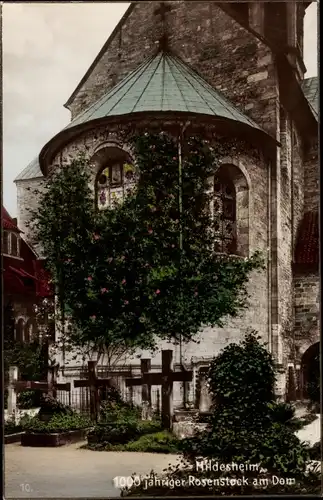 Ak Hildesheim in Niedersachsen, 1000 jähriger Rosenstock, Dom