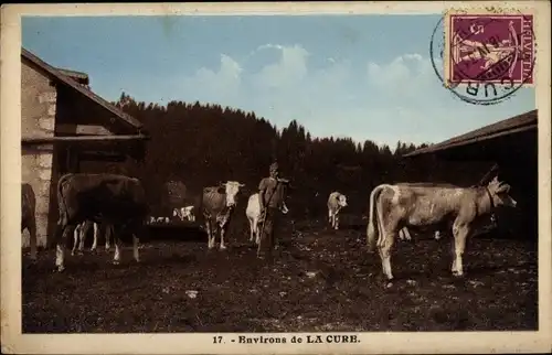 Ak La Cure Kanton Waadt, Rinder auf der Weide