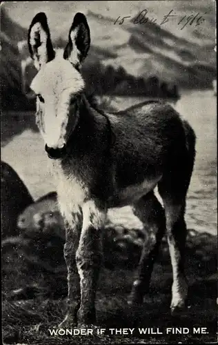 Ak Colorado USA, Esel, Tierportrait