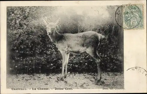 Ak Chantilly Oise, Jagd, junges Reh