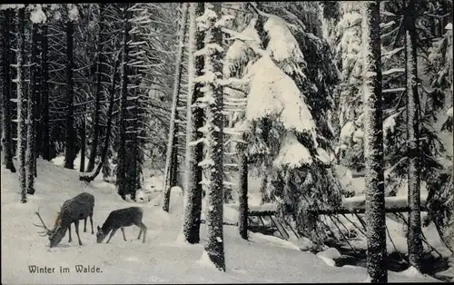 Ak Winter im Wald, Hirsche