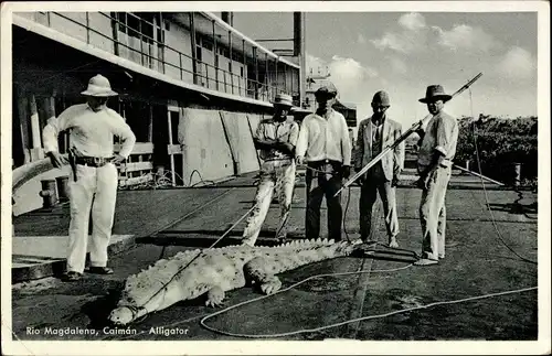 Ak Kolumbien, Rio Magdalena, Alligator