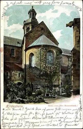 Ak Hildesheim in Niedersachsen, Dom, 1000-jähriger Rosenstock