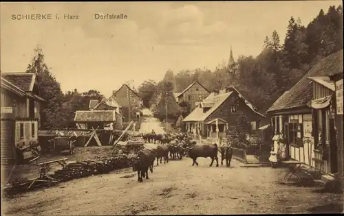 Ak Schierke Wernigerode im Harz, Dorfstraße, Kühe