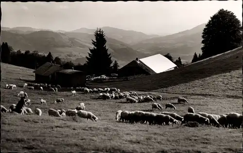 Ak Wieden im Schwarzwald, Gasthof zum Hirschen, Schafe