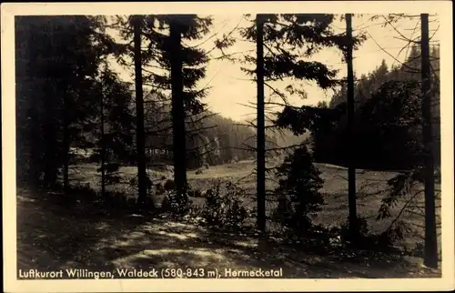 Ak Willingen im Upland Waldeck Hessen, Hermecketal, Wald