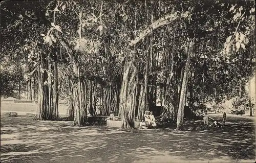 Ak Negombo Sri Lanka Ceylon, Banyan Tree in der Nähe der Esplanade