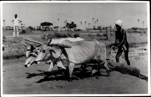 Ak Chennai Madras Indien, Ochsen Pflug, Landwirtschaft