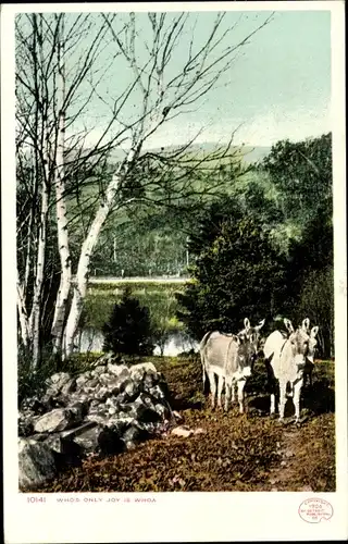 Ak USA, Landschaftsmotiv, Esel