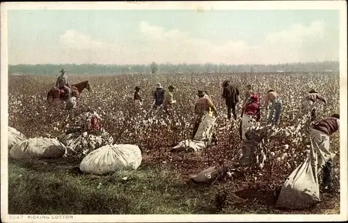 Ak USA, Baumwoll-Ernte