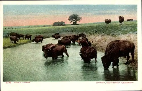 Ak USA, Büffel an einer Wasserstelle