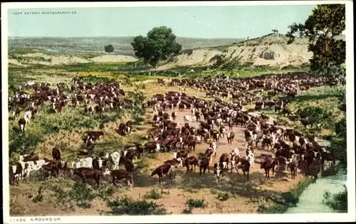 Ak USA, Rinderherde wird zusammengetrieben
