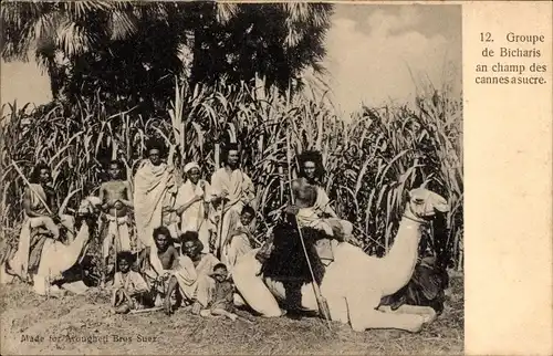 Ak Ägypten, Gruppe Bichars in einem Zuckerrohrfeld bei Suez