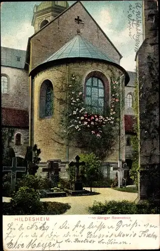 Ak Hildesheim in Niedersachsen, 1000 jähriger Rosenstock