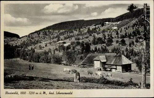 Ak Blasiwald im Schwarzwald, Panorama, Weide, Kühe