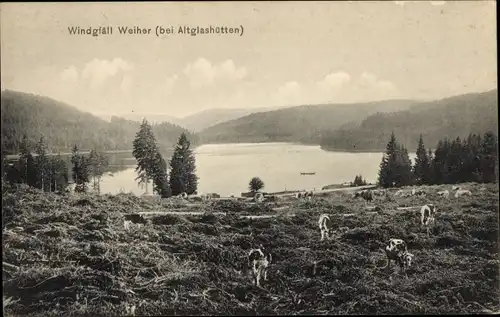 Ak Altglashütten Feldberg im Schwarzwald, Windgfäll Weiher, Kühe