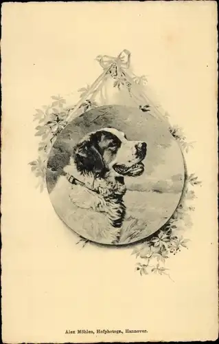 Künstler Ak Tierportrait, Hund, Bernhardiner mit Halsband
