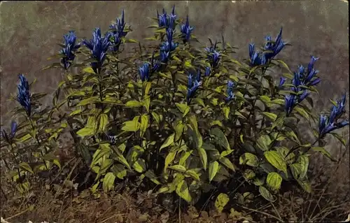 Ak Blühende blaue Blumen