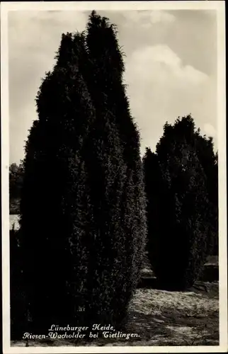 Ak Tietlingen Walsrode im Heidekreis, Riesen-Wacholder