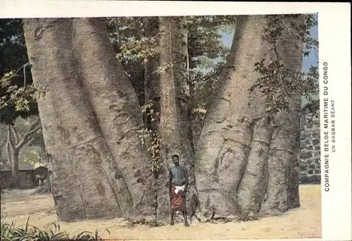 Ak DR Kongo Zaire, ein riesiger Baoba
