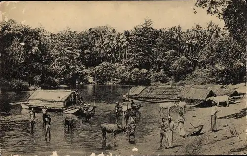 Ak Colombo Ceylon Sri Lanka, Eingeborene und Rinder baden im Fluss