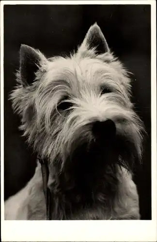 Ak Terrier, Hund, Hundeportrait