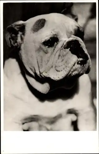 Ak Portrait einer Bulldogge, Hundestudie, Gesicht