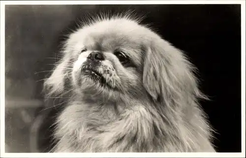Ak Pekingese, Hund, Hundeportrait, Kopfstudie