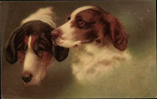 Künstler Ak Hundeportraits, zwei braun weiße Hunde mit mittellangem Fell