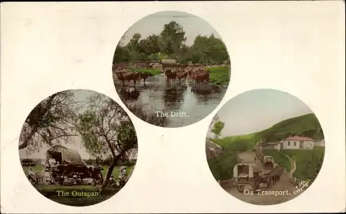 Ak Rinderkarren, Rinder im Fluss, abgespannt