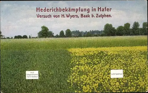 Ak Hederichbekämpfung in Hafer, H. Wyers, Baak bei Zutphen, Landwirtschaft, Reklame