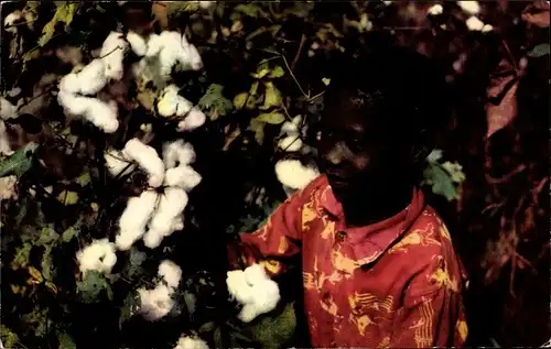 Ak USA, Baumwollpflücker