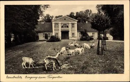 Ak Neustrelitz in Mecklenburg, Eingang zum Tiergarten