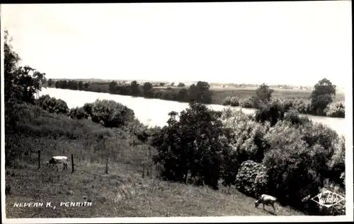 Ak Penrith New South Wales Australien, Totalansicjz, Fluss, Tiere