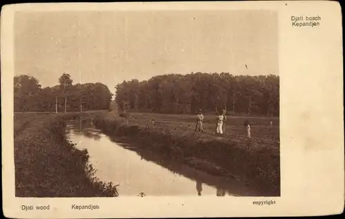 Ak Kepandjen Malang Java Indonesien, Djati Holz Plantage