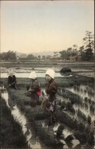 Ak Japan, Japanische Reisbauern