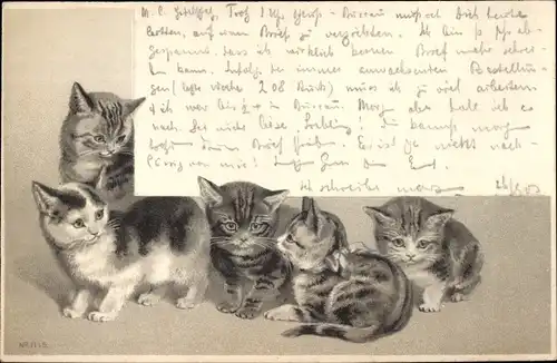 Präge Ak Katzenportrait, Katzenfamilie, Katzen mit Schleifen