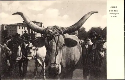 Ak Siena Toscana, Rinder auf dem Markt