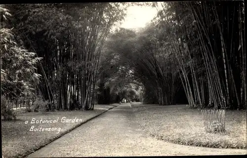 Ak Buitenzorg Bogor Java Indonesien, Botanischer Garten