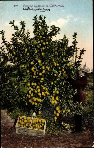 Ak Kalifornien USA, Zitronenernte