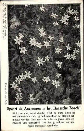 Ak Den Haag Südholland Niederlande, rettet die Anemonen im Haagsche Bosch