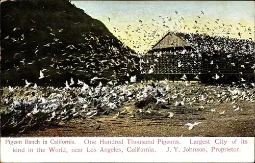 Ak Kalifornien USA, Taubenfarm
