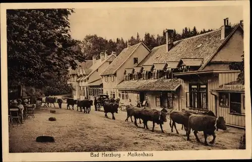 Ak Bad Harzburg im Harz, Molkenhaus, Rinderherde