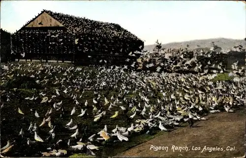 Ak Los Angeles Kalifornien USA, Taubenfarm